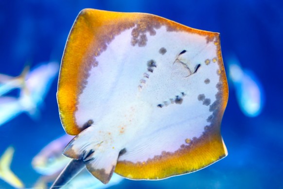 Beautiful stingray in the blue sea . Underwater fish view
mantarochen