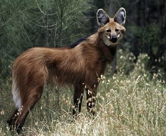 cute news tier mähnenwolf

https://www.reddit.com/r/NatureIsFuckingLit/comments/16axhaw/since_you_guys_liked_my_last_post_about_loboguar%C3%A1/