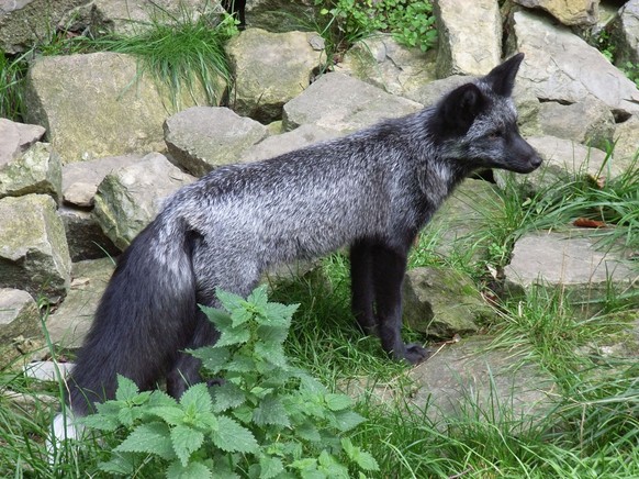 cute news tier silberfuchs