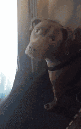 Animiertes GIF