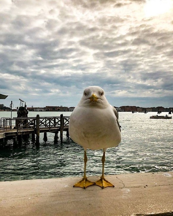 cute news tier möwe

https://ch.pinterest.com/pin/1121888957175523749/