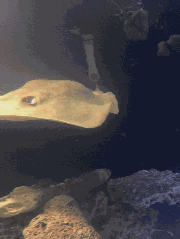 Animiertes GIF