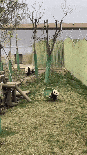 Animiertes GIF