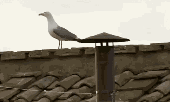 Animiertes GIF