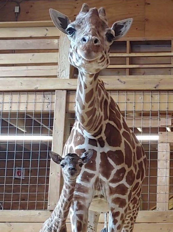 cute news tier giraffe

https://www.reddit.com/r/AnimalsBeingMoms/comments/1aka12v/this_happy_mother_giraffe_and_her_baby/