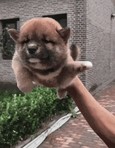 Animiertes GIF