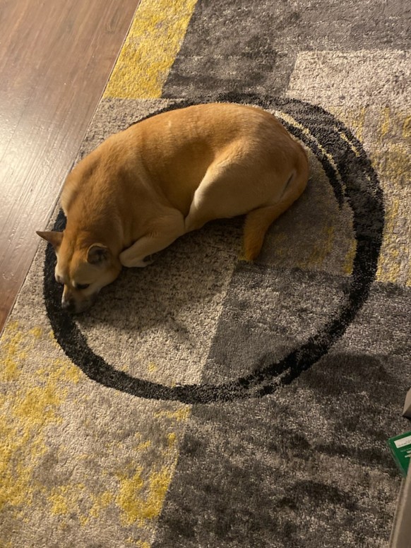 cute news tier hund

https://www.reddit.com/r/aww/comments/1ddd4io/our_dog_has_been_lying_in_this_circle_on_our_new/