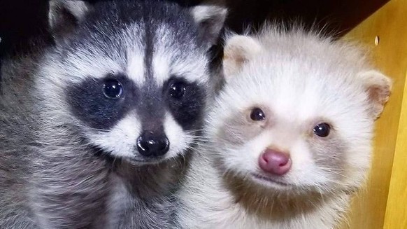 cute news tier trash panda

https://ch.pinterest.com/pin/292452569569906714/