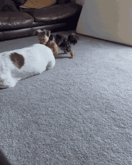 Animiertes GIF