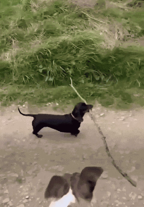 Animiertes GIF