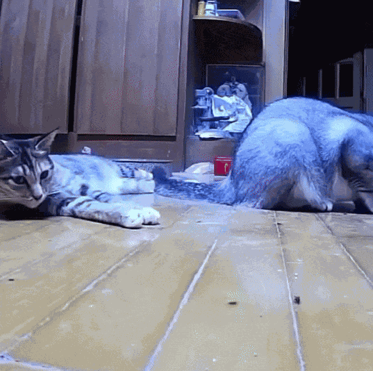 Animiertes GIF