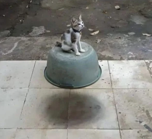 Optische Täuschung: Schwebende Katze