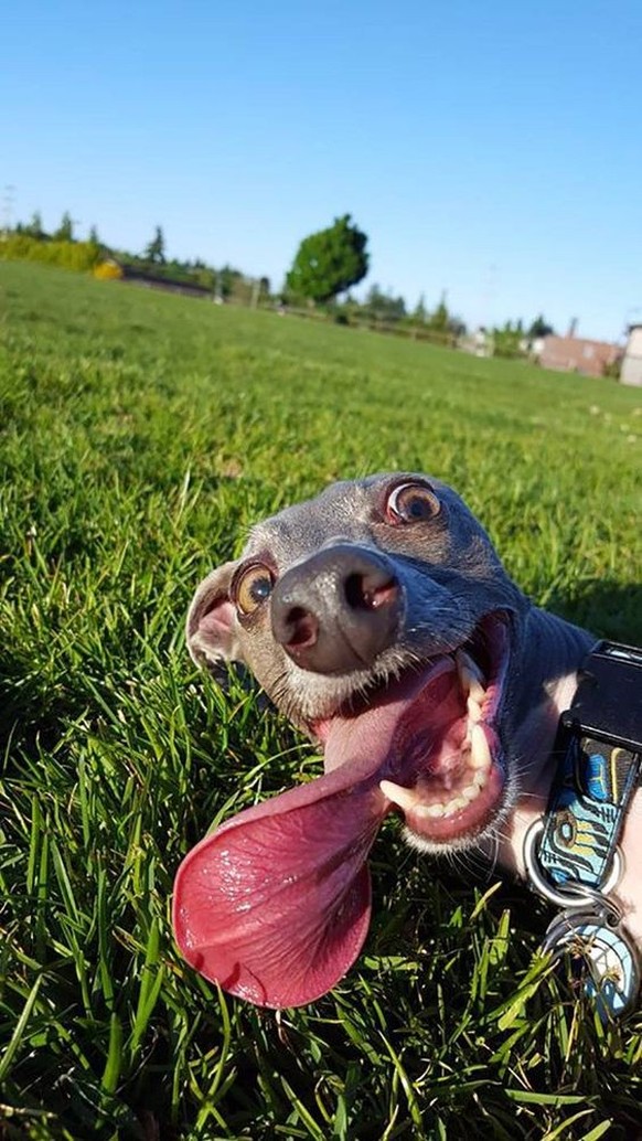 cute news tier hund

https://ch.pinterest.com/pin/1064116218181375678/