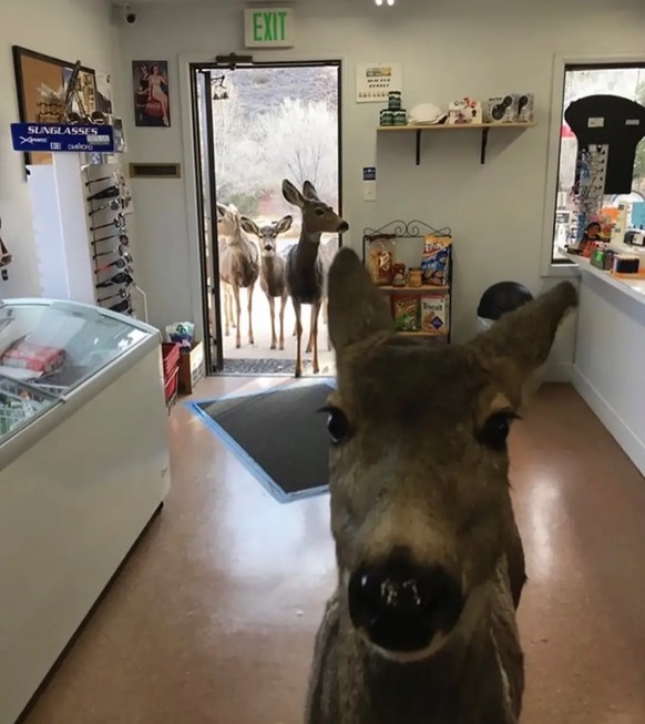 cute news tier deer reh

https://imgur.com/gallery/deer-dump-001-Fivt378#/t/aww