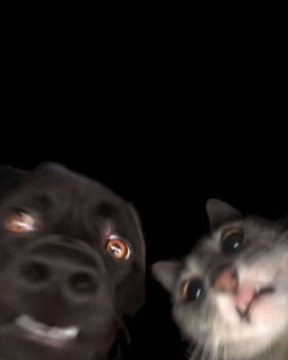 cute news tier hund katze

https://www.instagram.com/p/C4Yz7Y-o5Iy/