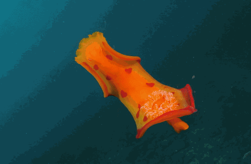 Animiertes GIF