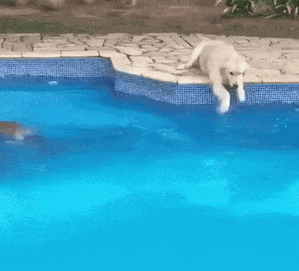 Animiertes GIF