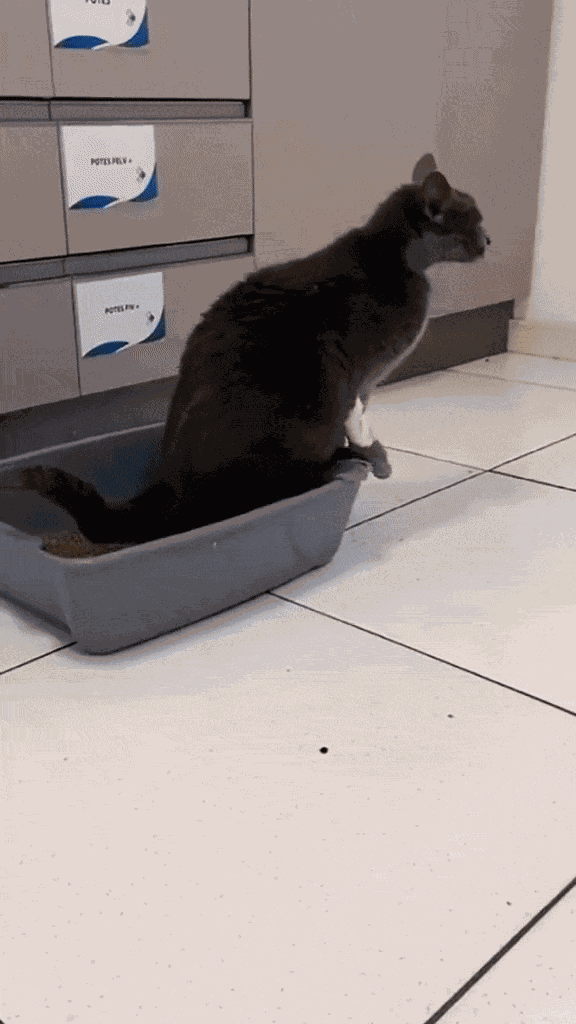 Animiertes GIF
