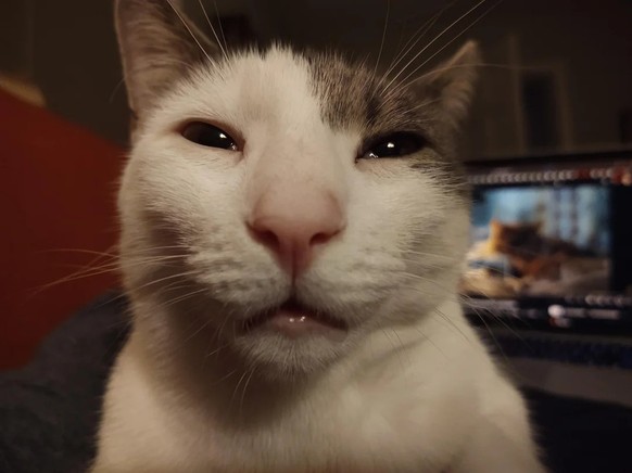 cute news tier katze

https://www.reddit.com/r/cats/comments/1gtqz6i/show_me_pictures_of_your_cat_looking_high/