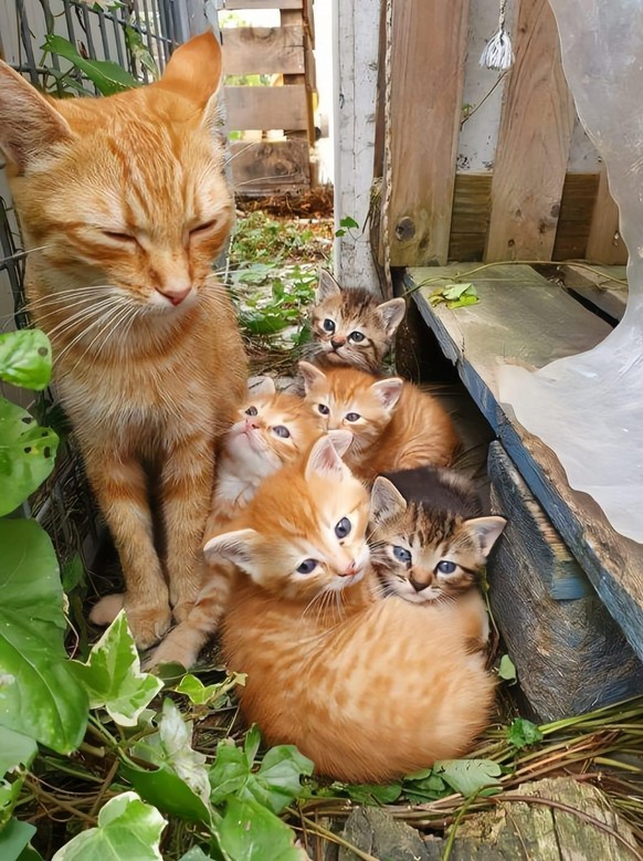 cute news tier katzen

https://www.reddit.com/r/cats/comments/1akooht/i_think_theyre_having_a_family_meeting/