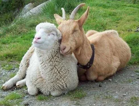 Cute News: Ziege und Schaf kuscheln
